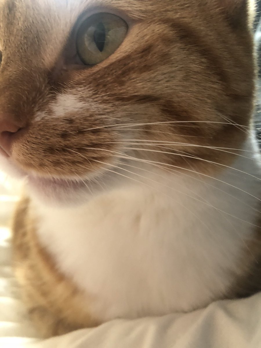 katnissandchloe's tweet photo. mine fase when i relise ther are nerly 400 million of yuo follow me ?!!!!! MEOW REVEAL AT 500 BESTIES https://t.co/oT5V3Fo7pS