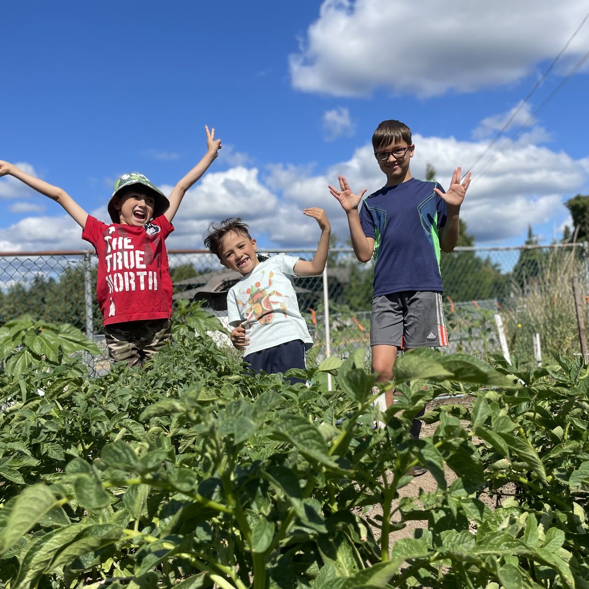 SSVPVI's tweet image. Today we’re shining some light on Masithuthu Garden, a project run by St. Joseph’s School and Parish. Together, the community has been growing food for community initiatives that feed vulnerable people, including our Social Concern Office. #gardening #yyj #nonprofit #ssvp