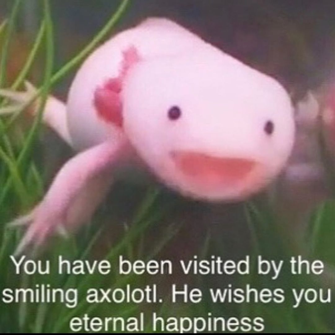 WholesomeMeme's tweet image. 