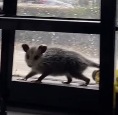 Possumeveryhour.io tweet media