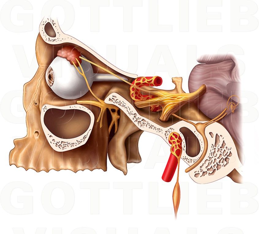 Medillustrates's tweet image. Trigeminal nerve illustration by #GottliebVisual
-
View more: buff.ly/2QfbJyk
-
#trigeminal #nerve #ophthalmology #neuroscience #medical #illustration #medicalillustration #scientificillustration #medicalillustrator #3D #sciart #generalmedicine #medicaleducation #medillsb