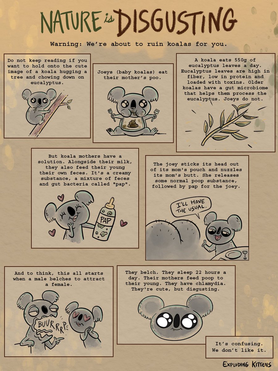 gameofkittens's tweet photo. Koalas. They're cute, but disgusting. https://t.co/DNdjpcPhSf