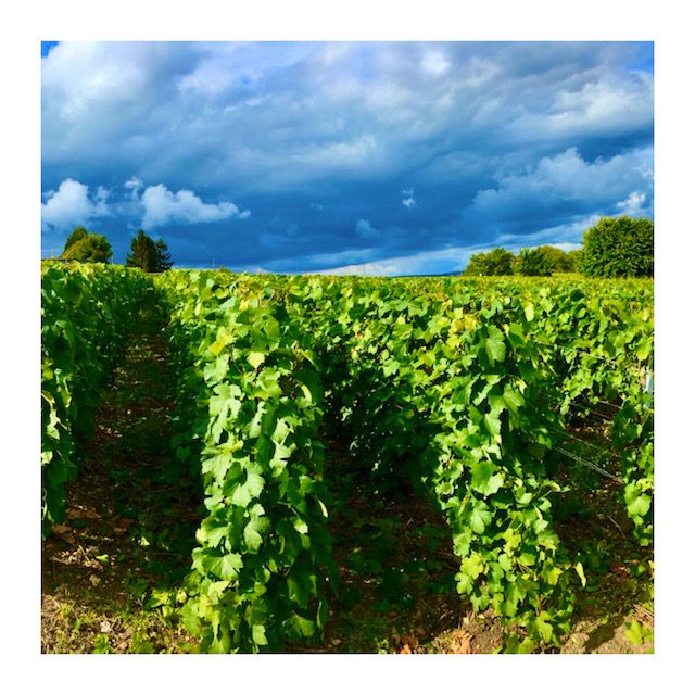 VincentdAstree's tweet photo. La nature n'est pas clémente avec notre vignoble cette année. Nos équipes font le maximum pour préserver une vendange de qualité !

Hard time for our vines as diseases are very strong this year. We keep fingers crossed as we wait for the harvest  thanks to our dedicated team! https://t.co/rKLX6DUtKs