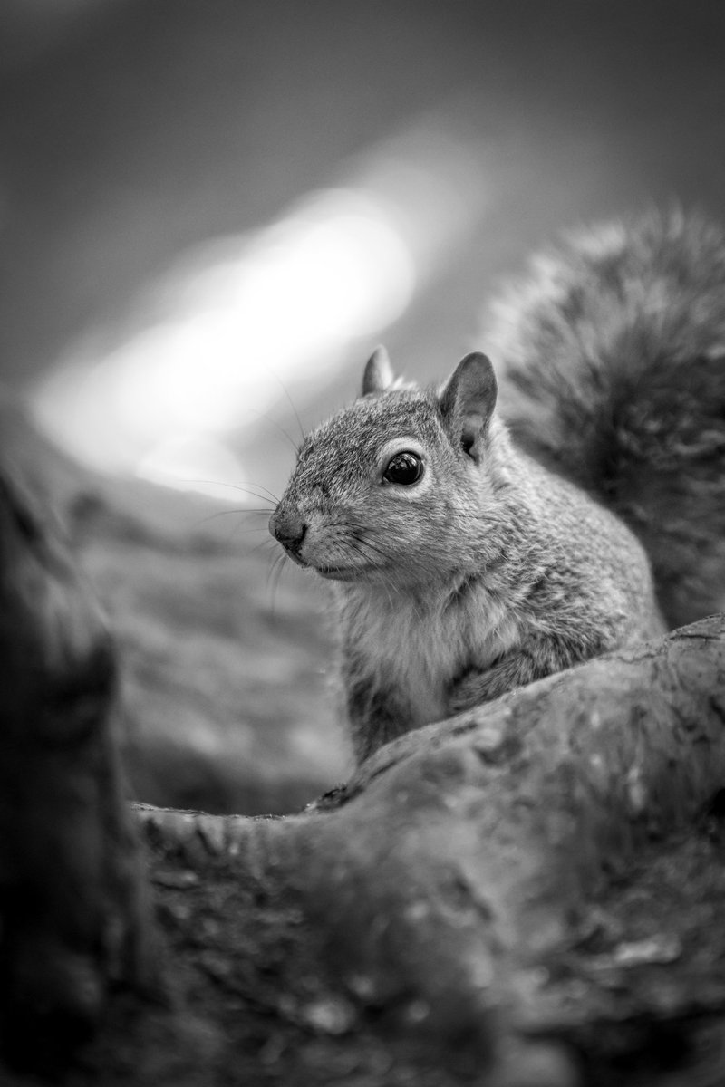 Little cutie x #squirrel #rodentlovers #wildlifephotography #BBCWildlifePOTD #twitterwildlife