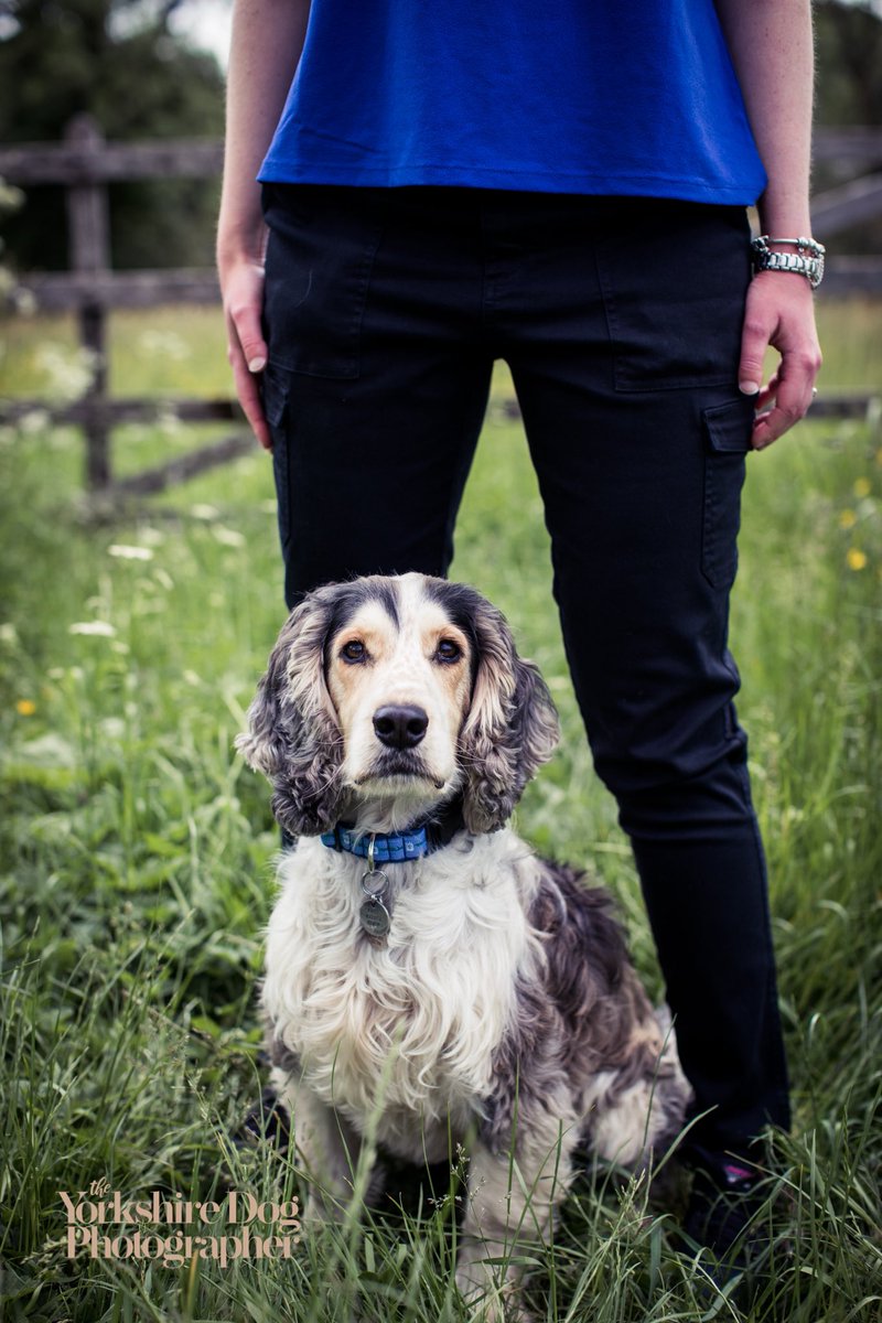 A Spaniel at the ready with his agility training owner 🙌🏻🐾🐾 #yorkshiredogphotographer #yorkshire #cockerspaniel