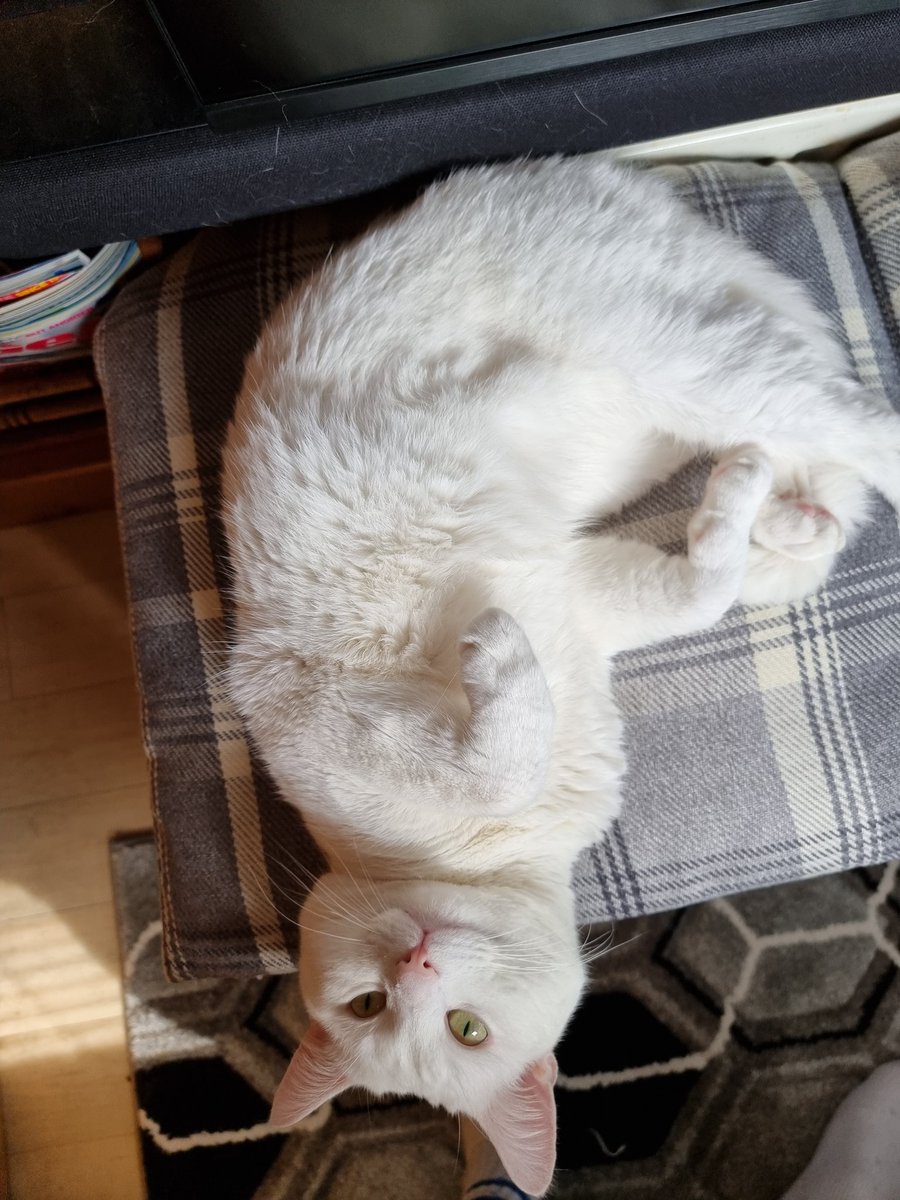 BoatingBeyond's tweet image. Mmmmmeeeeowwwww