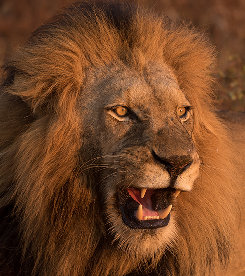 funnyordie's tweet image. covid when you're unvaccinated vs covid when you're vaccinated