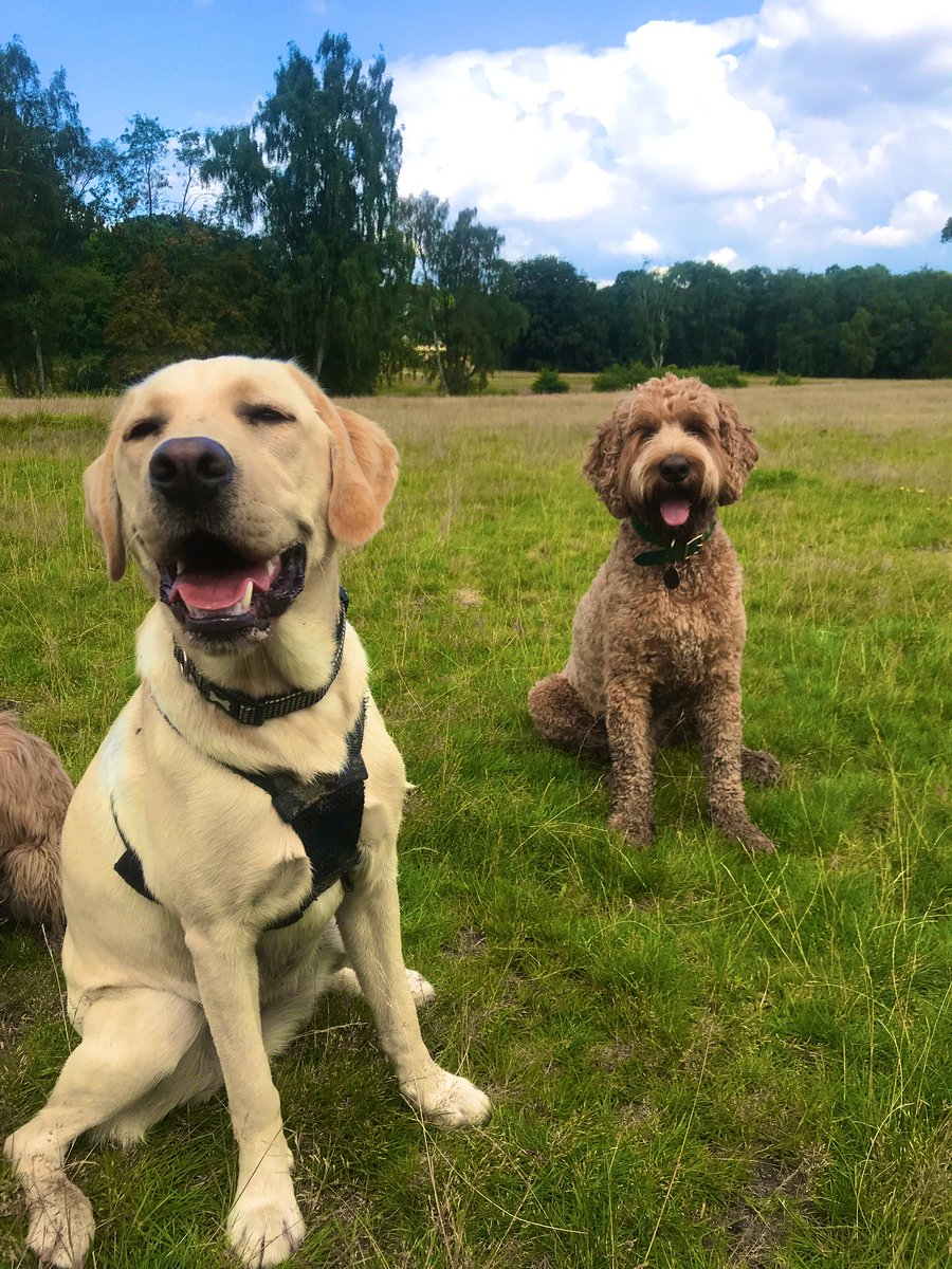 Need some #tuesdaymotivations? Red &amp; Lola over at CaNineteen Dogs are sending smiles your way! 🐶💚
<a href="/rickygervais/">Ricky Gervais</a> <a href="/CityCorpHeath/">Hampstead Heath</a> #dogsoftwitter