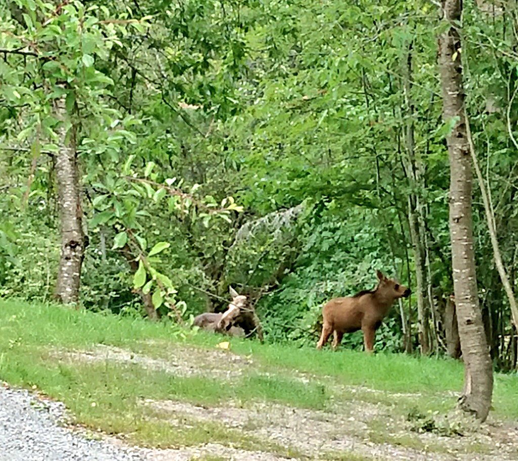 SAOCousins's tweet photo. Meanwhile in the neighbour's garden. It's not often we see moose älg. The brown one is not a very old calf
#WildNeighbours #rewilding #wildlifegarden
@CobbinSteve1 @DrRJWarren @jayjewels70 https://t.co/sJDjRpktJ3