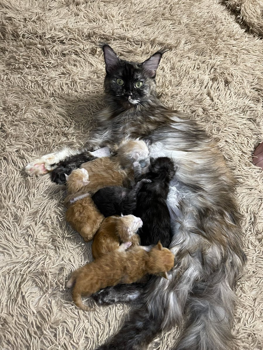 Ritter2601's tweet photo. Теперь моя фотопленка состоит только из фоток этих сладких булочек🥰 вы только посмотрите какие милахи😍❤️ https://t.co/VcEp6GyeGr