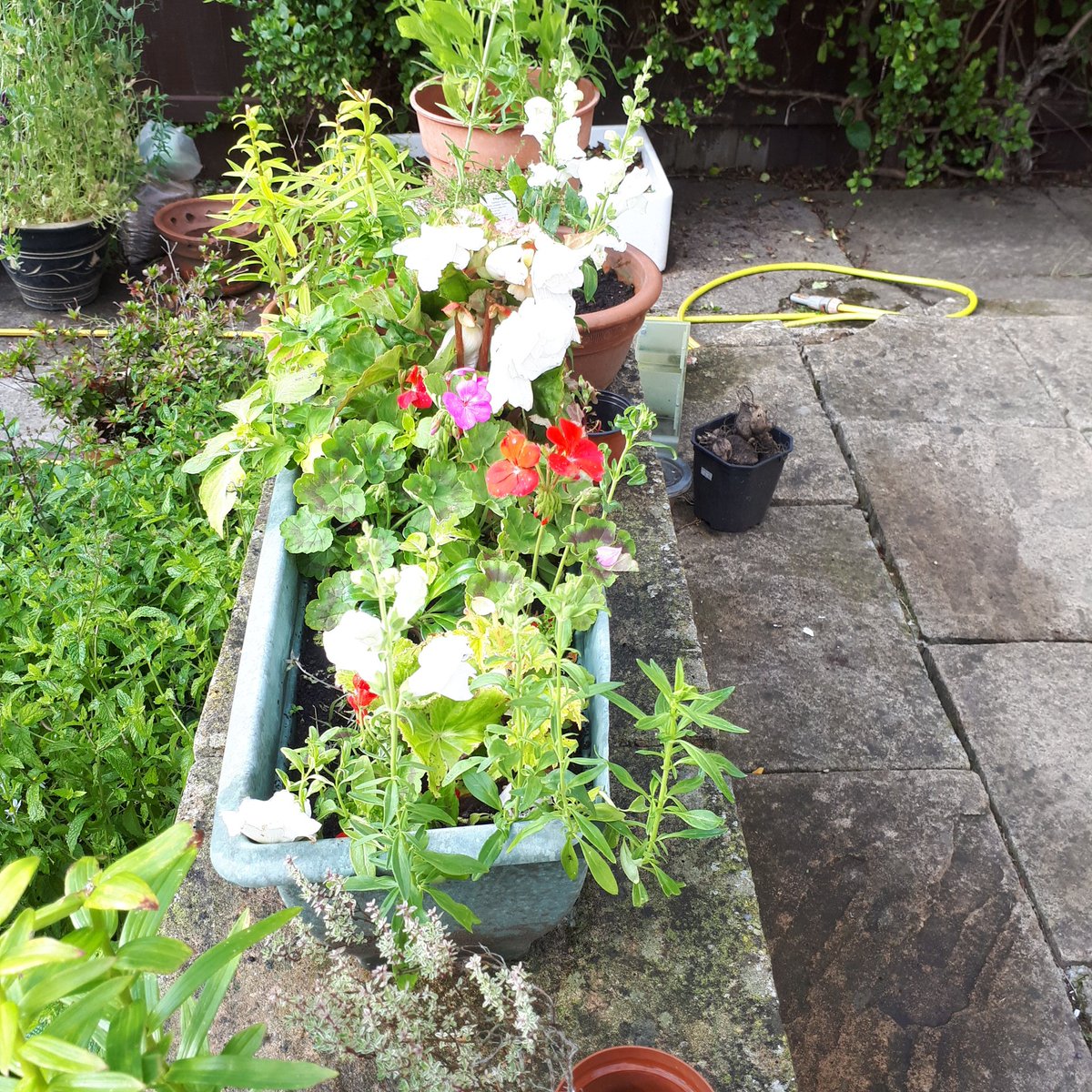 Fleurbie2's tweet photo. Enjoying the summer flowers #cannaLilly #callalily #Snapdragon https://t.co/ARYjiBYlJS