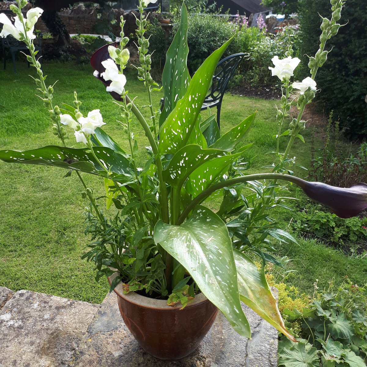 Fleurbie2's tweet photo. Enjoying the summer flowers #cannaLilly #callalily #Snapdragon https://t.co/ARYjiBYlJS