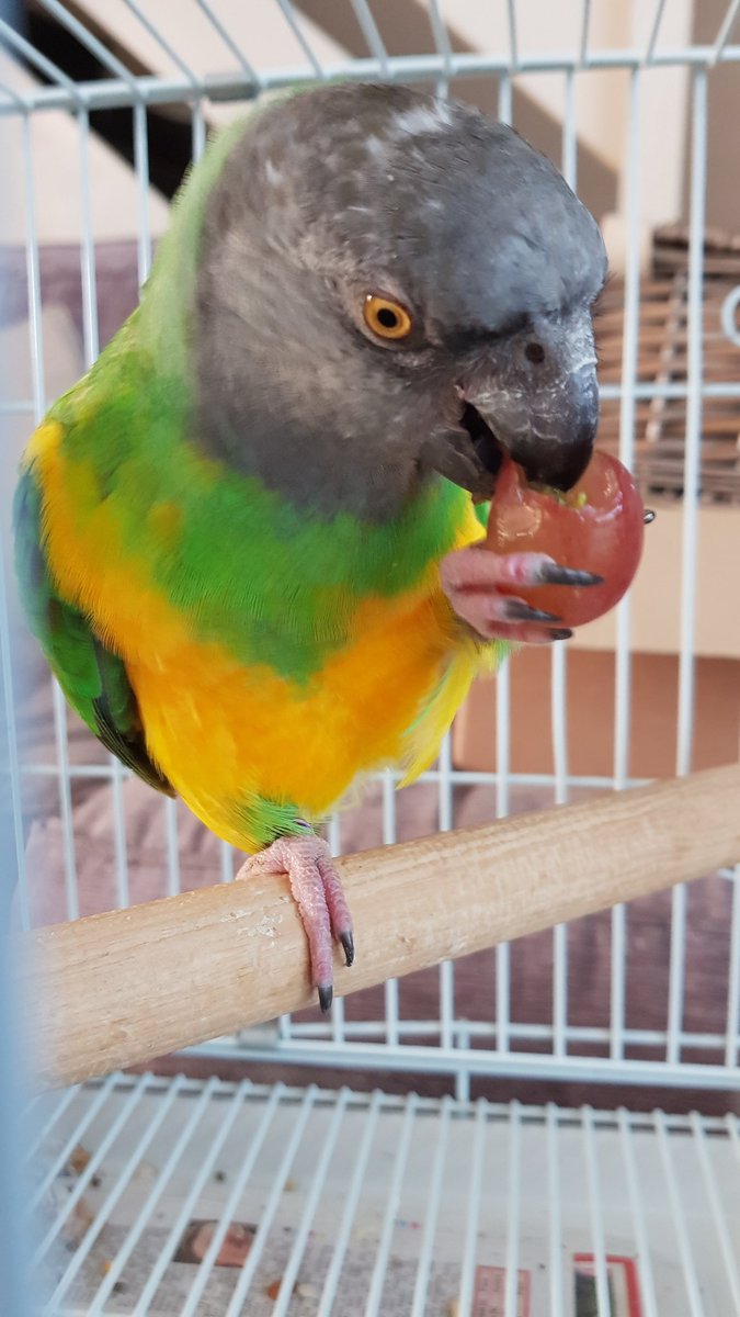 lostfoundparrot's tweet photo. Found Senegal Parrot 
1st August 
Whalley Range
Blackburn BB1

#foundparrot 
#senegalparrot https://t.co/qVRoWtgUd7