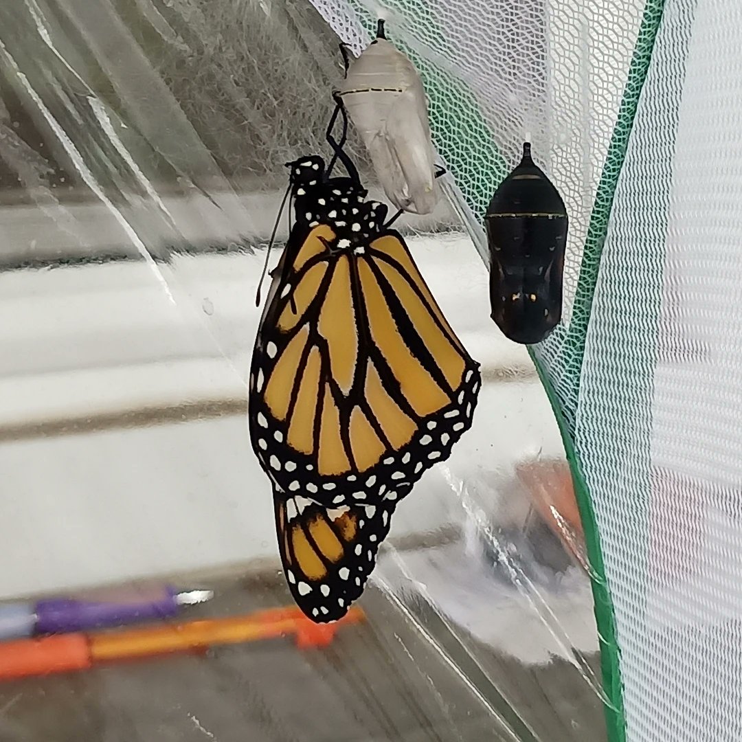 gquilts's tweet photo. Woke up to 3 more eclosed bbflies, released the 2nd from yesterday, 1 more eclosed, and am waiting for one more. So far all ladies.
.
.
#released #monarch #chrysalis #butterflygarden #eclose #eclosed #butterfly #bbfly https://t.co/1a0aN9Lqaq