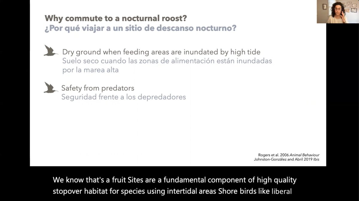 mainahandmaker's tweet image. Don&apos;t worry...I got the comical #closedcaptions sorted out. Tune in next Friday 13 Aug to Migration &amp;amp; Stopover 4 at #2021AOS_SCO to hear my talk about how w̵i̵m̵b̵l̵e̵ l̵i̵b̵e̵r̵a̵l̵ #Whimbrel use nocturnal w̵r̵i̵s̵t̵s̵ b̵r̵u̵i̵s̵e̵d̵ f̵r̵u̵i̵t̵ #roosts!