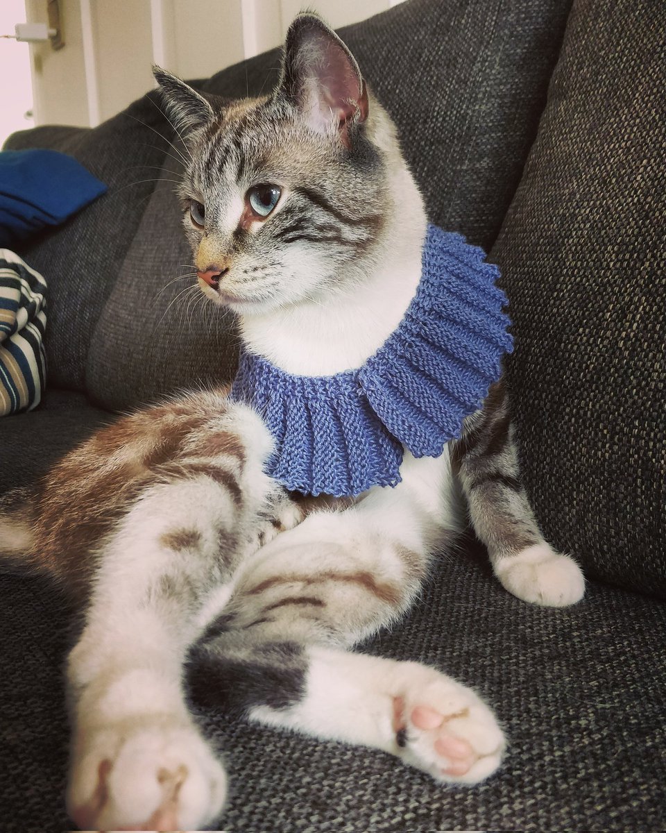 bluesyboozy's tweet photo. My girl modelling that babystrik 🧶🐈 #ravellenics2021 https://t.co/UzqsdhFtsR