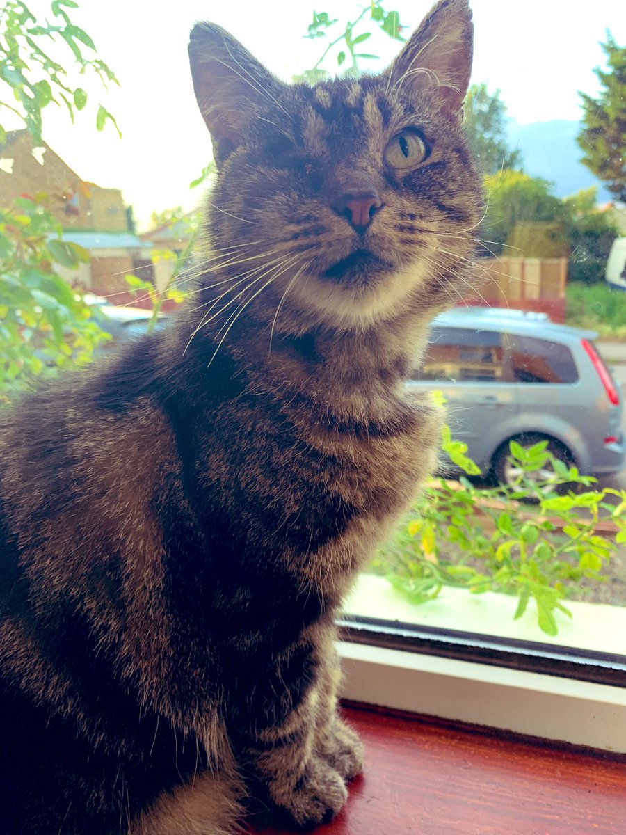 TaraTheGray's tweet photo. Poppy update: she is doing unbelievably well after having her eye removed. 

Oh and she now goes by the nickname Popeye. https://t.co/gcHfiuaCOm