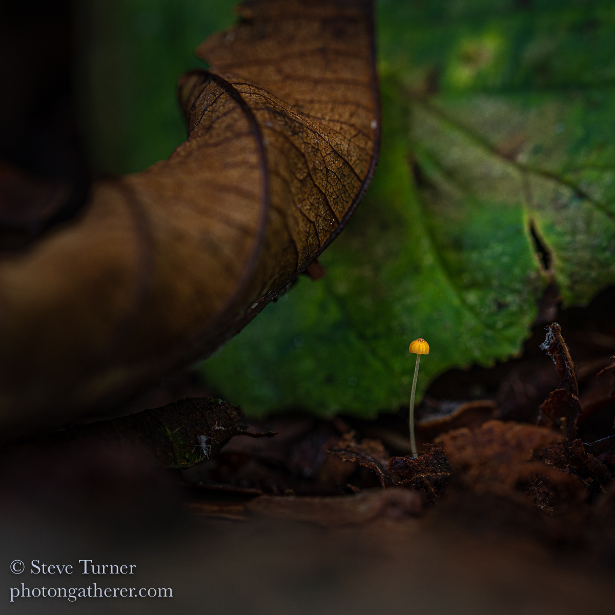 Today's #fungi today:
Still no sign of rain or indeed any #mushrooms bigger than my thumb!
This little orange beauty was all I managed to find today!
#thirdkingdom #nature #PhotographyIsArt #mushroomportraits #macro #woodland #wildlifegarden @CoedCadw <a href="/WildlifeMag/">BBC Wildlife</a> <a href="/bbcarts/">BBC Arts</a>