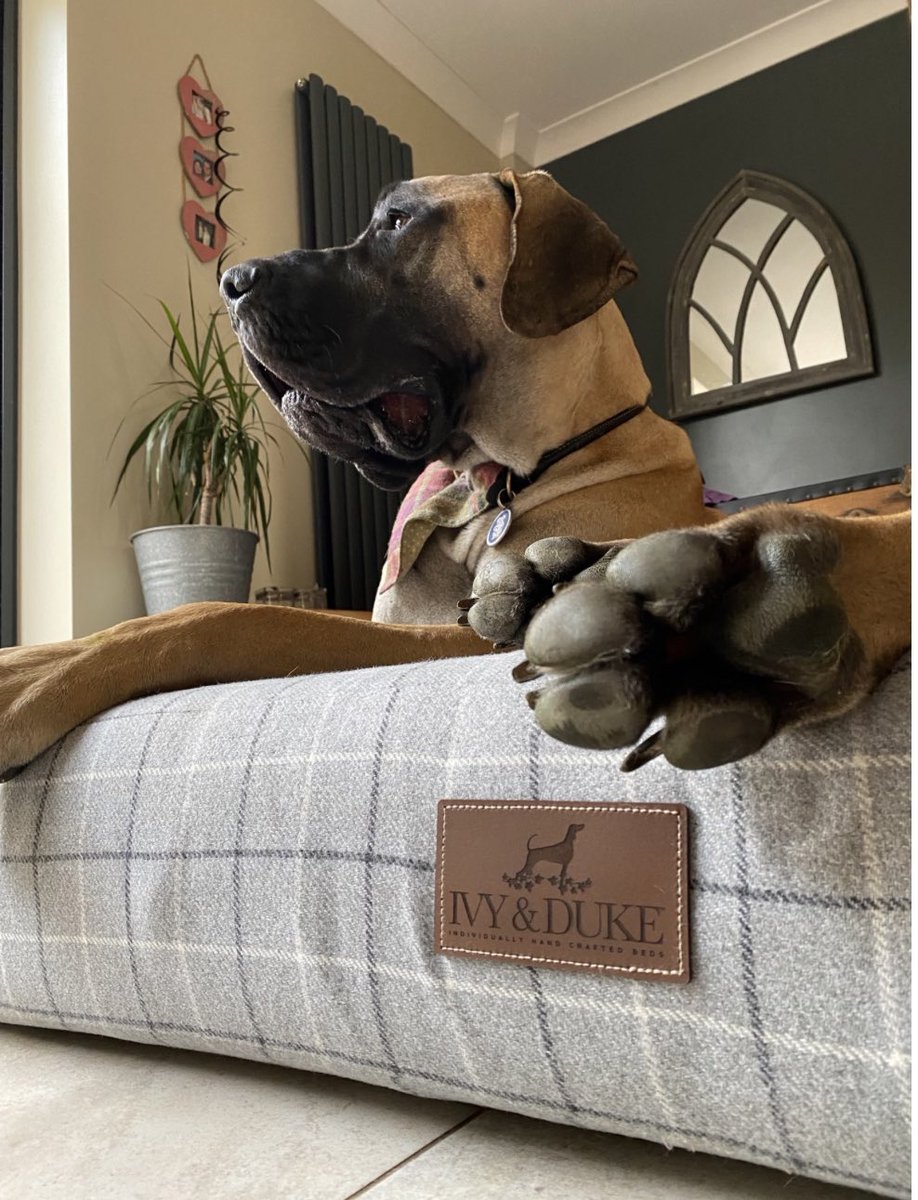 Ivy & Duke tweet media