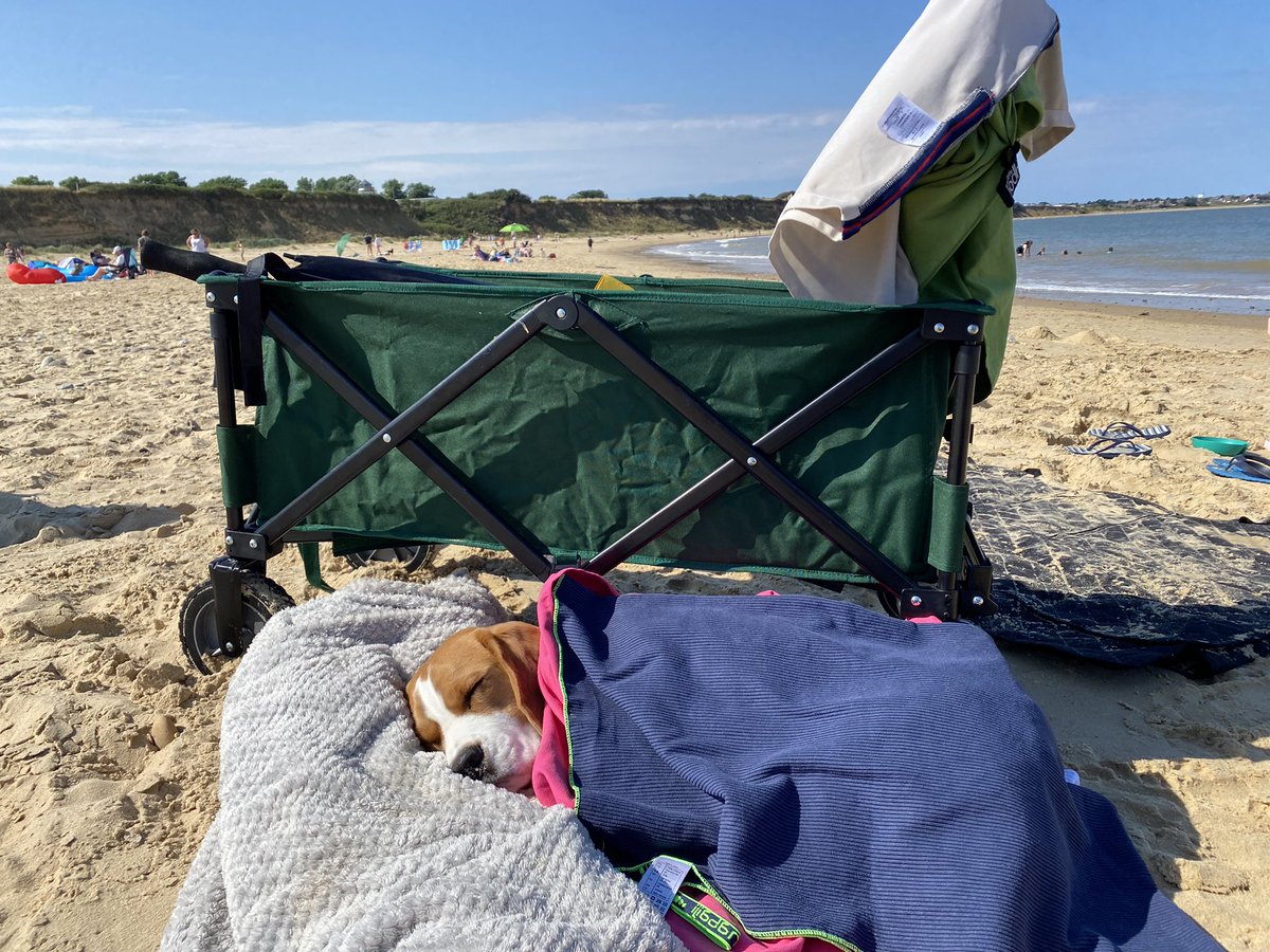 nickypearson271's tweet photo. How!? Why? 🐶🤦♀️ #tiredbeagle #lowerstoft clearly we have had too much fun the past few days #beaglesuk https://t.co/gWW5qrRFeD