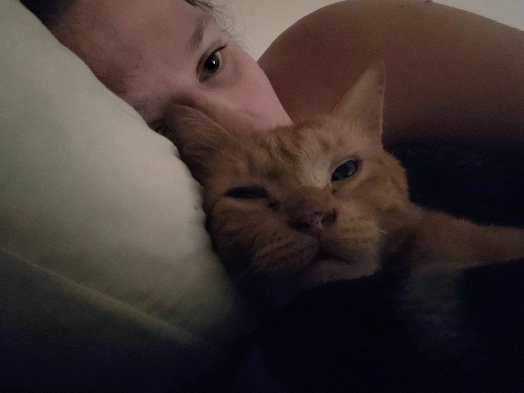 lynnslagle42's tweet photo. Mornings with mommy. We are snuggled in so tight, we slept til noon! I fell out of bed earlier, but mommy just reached over and scooped me back up and we went back to sleep 😹 #cerebellarhypoplasia #chlove #wobblykitty #mommysboy #morningsnuggles #sleepingdayaway #dontwanttogetup https://t.co/mahKaOTAMk
