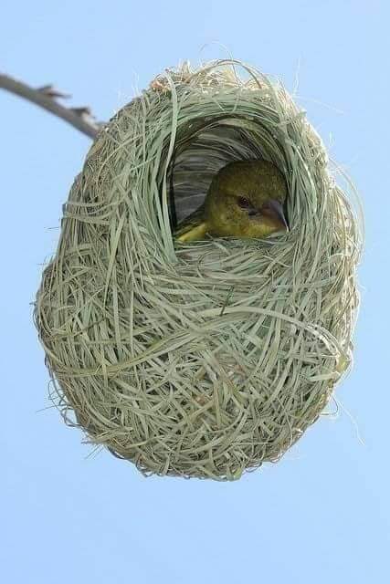 Tahliil30's tweet photo. awooddaha Ilaahay siiyay noolahiisa kala duwan waxaa kamid ah in mid walba uu u sahlay inay sameystaan meel ay ku noolaadaan oo ay kaga nabad-galaan kuwa kale , Shirbiruhu waxay dhisaan  #Buul ay ku korsadaan Ilmaha si ay uga ilaaliyaan noolaha kale inta ay ka dilaacayaan qubka. https://t.co/JMchD6sW2l