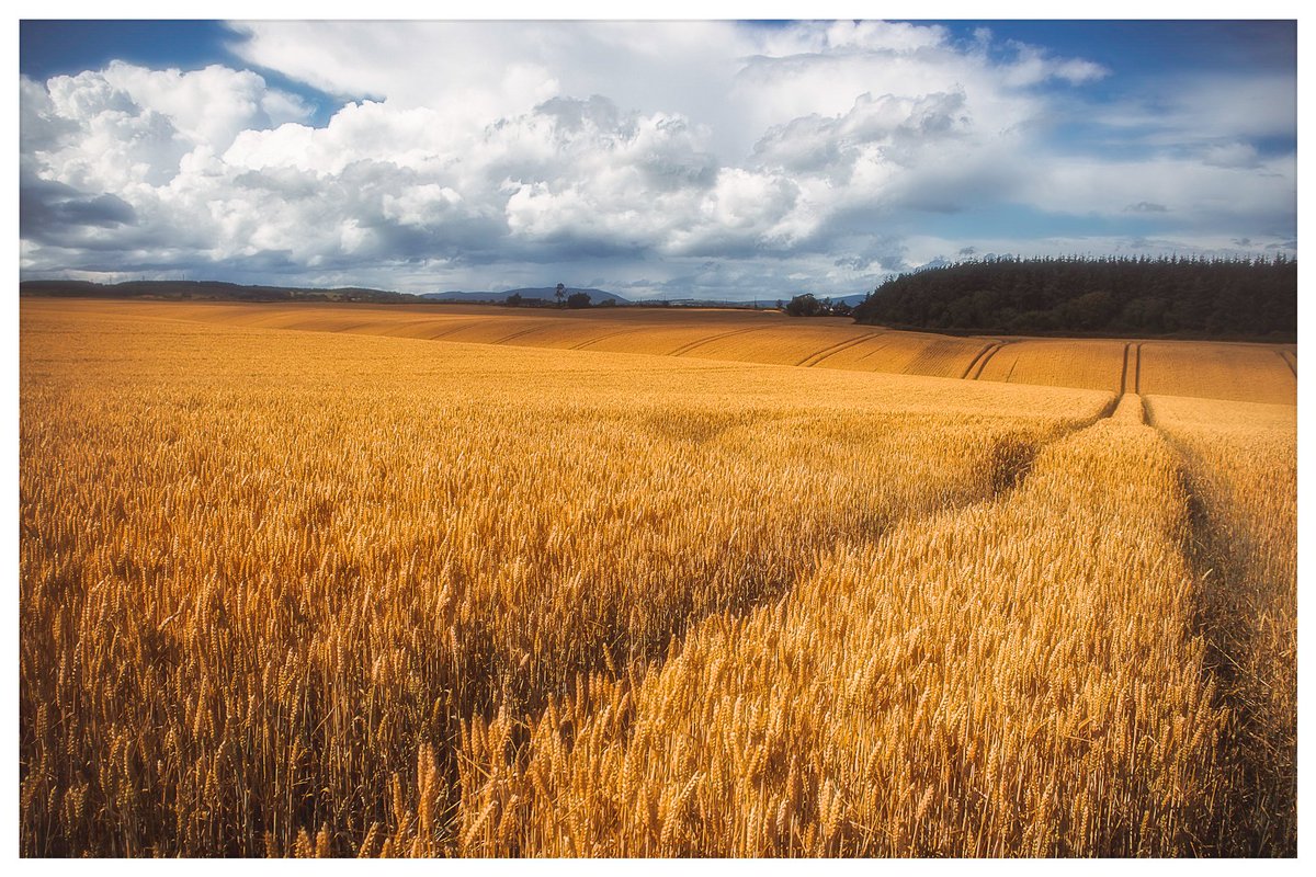 Take the long road it's more scenic #Ireland #irishphotography #landscape #farmland