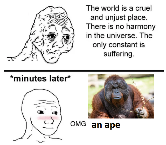 Primates (@primatesdaily) on Twitter photo 