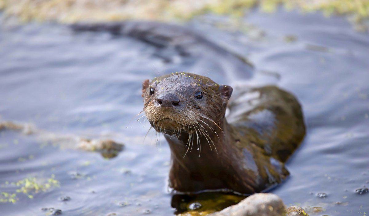 WillCoForests's tweet photo. There is absolutely nothing cuter to see outside than the absolutely adorable and playful river otters. https://t.co/AUOumpDOj9 #indisputablefact #proveuswrong https://t.co/aQ9huiZWJ4