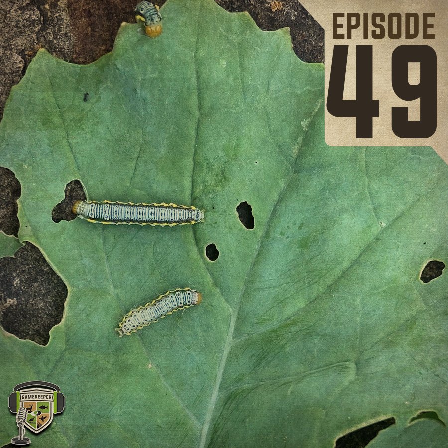 MOGameKeepers's tweet image. Join us as we have Dr. Angus Cachot and Dr. Bronson Strickland of Mississippi State’s Extension Service explain the armyworm life cycle and how to battle these eating machines before they destroy your plots. mossyoakgamekeeper.com/podcasts/ep49-…