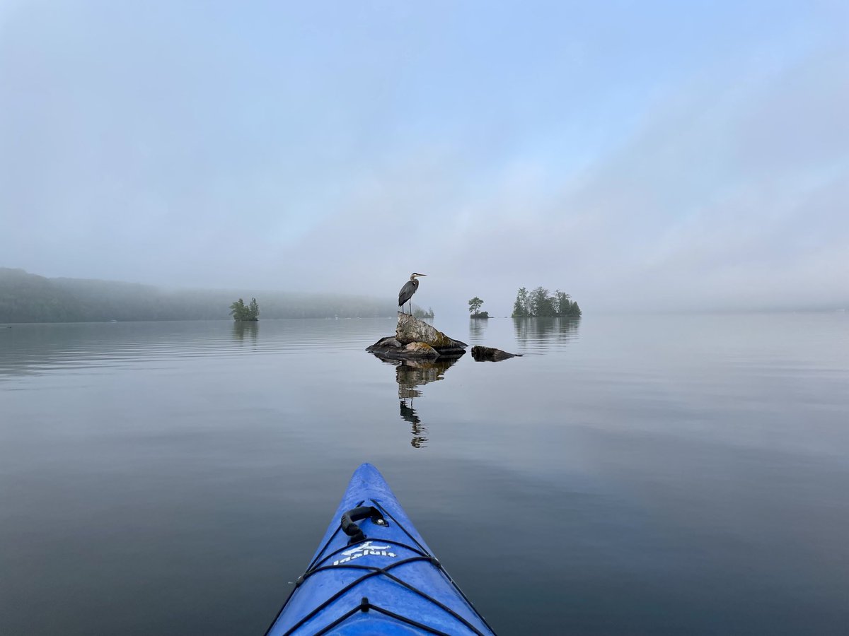 Early mornings in #theKawarthas share nature’s gifts! Peaceful bliss. 
📍Lakefield, ON ⁦@SelwynTownship⁩

#TwitterNatureCommunity 

⁦@ThePhotoHour⁩ #ExperienceKN #DiscoverON #birdphotography #TrentSevernWaterway #explore #kayak #kayaking #paddling