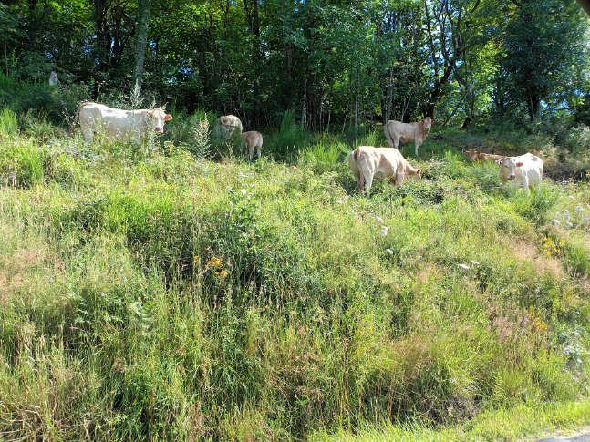 Magnifique Aveyron !
#bellesvaches
#campagne 
#repos