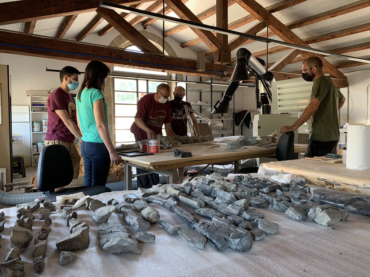 Comenzamos la campaña en el #Cretácico Inferior de #Morella para terminar una excavación empezada antes del confinamiento. Para entrar en materia, echemos un vistazo a los resultados de las últimas intervenciones #Dinosaurios de #Castellón #Ornithopoda