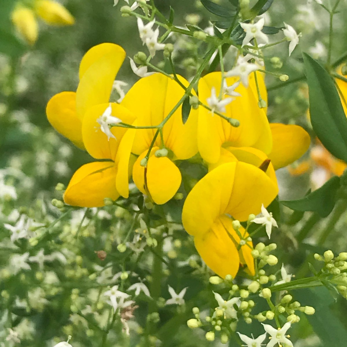 seed_ball's tweet photo. The UK has lost a staggering 97% of its wildflower meadows since WW2, 🤯 so growing native wildflowers in your space can make a huge difference for wildlife. 🐝
Seedball - a simpler way to grow from seed.
https://t.co/pwcxGJVRjM
#wildflowers #native #UKMade #ladiesslipper https://t.co/pxHhQQH2Rc