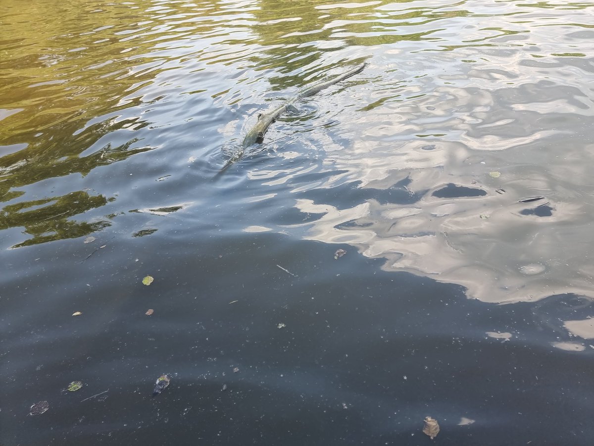 BoatingBeyond's tweet image. Just fished this out the river it shall not break anyone's prop now 🤣