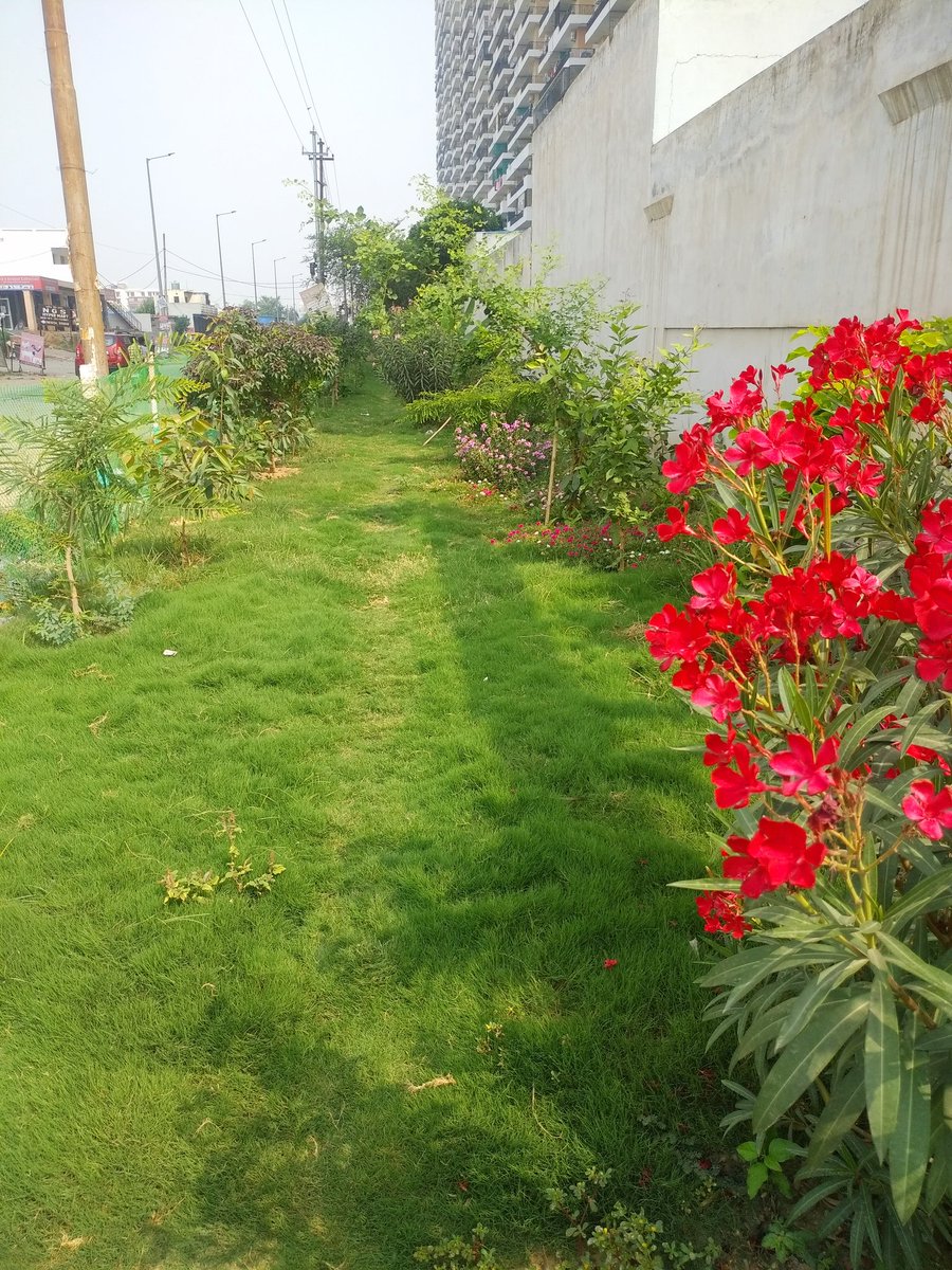 AceCtyResidents's tweet image. हम @AceResidents पर्यावरण के लिए पेड़-पौधों की उपयोगिता भली भांति समझते हैं इसलिए पिछले वर्ष &quot;आपरेशन ग्रीन टीम&quot; का गठन करके ऐस सिटी पीछे कूड़े-कचरे से भरी 400 मी. लंबी पटरी को पेड़-पौधे लगाकर ग्रीन बेल्ट में परिवर्तित कर दिया और एक वर्ष से उसका संरक्षण कर रहे हैं। @nbhooshan