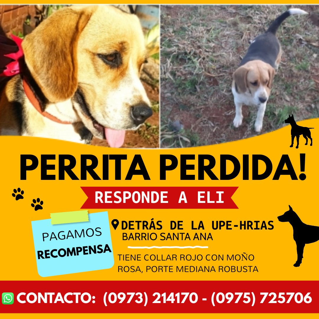 Danny_br1990's tweet photo. Me ayudan please #beagle #cachorrosperdidos https://t.co/ZevoPvGY5y