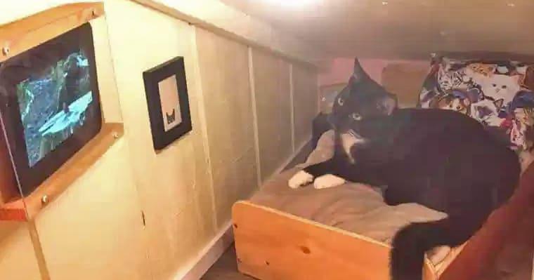 The new must have for home shoppers with cats: mypositiveoutlooks.com/couple-builds-…