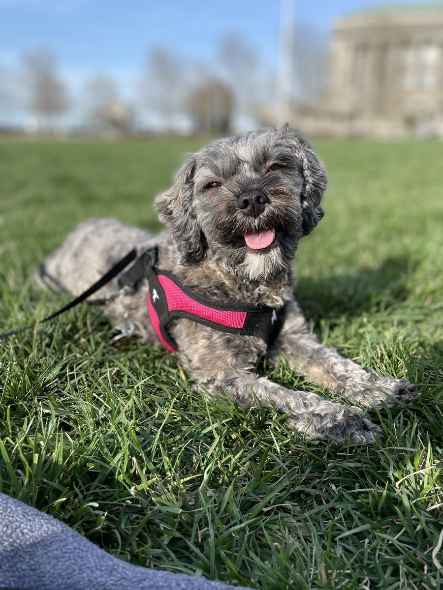 MsCourtneyLee's tweet photo. Meet Zoë! She watches GMM every day with us at lunch. She wants to tell Barbara, Jade &amp; Jasper hello! #GMMReadyPetGo https://t.co/Vz1xV04DQ8