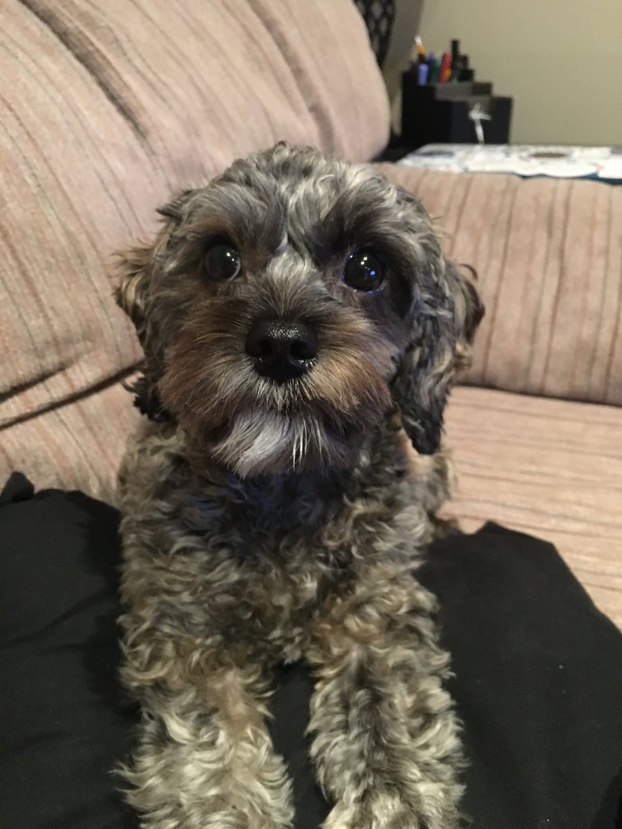 MsCourtneyLee's tweet photo. Meet Zoë! She watches GMM every day with us at lunch. She wants to tell Barbara, Jade &amp; Jasper hello! #GMMReadyPetGo https://t.co/Vz1xV04DQ8