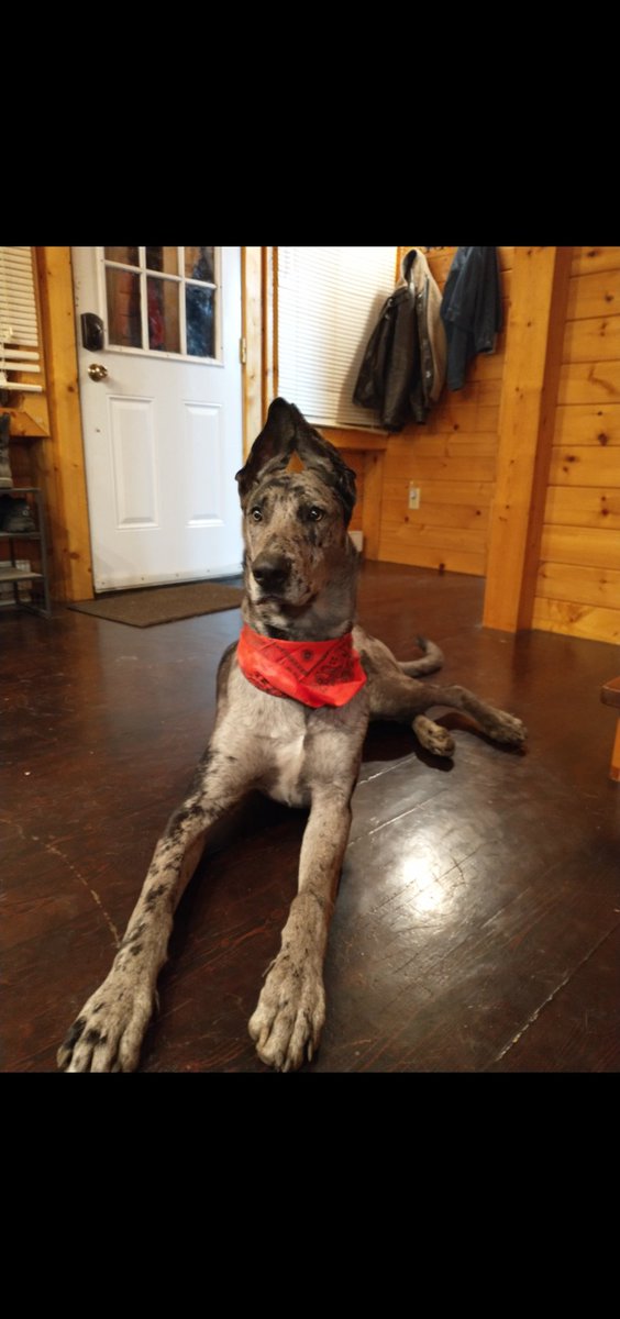 Meowraculous's tweet photo. #GMMReadyPetGo This is Charcoal! He's a Great Dane/ German Shepherd mix. Also, he still has almost 1/2 a year of growing to do .... 👀 https://t.co/GOijOgJymx