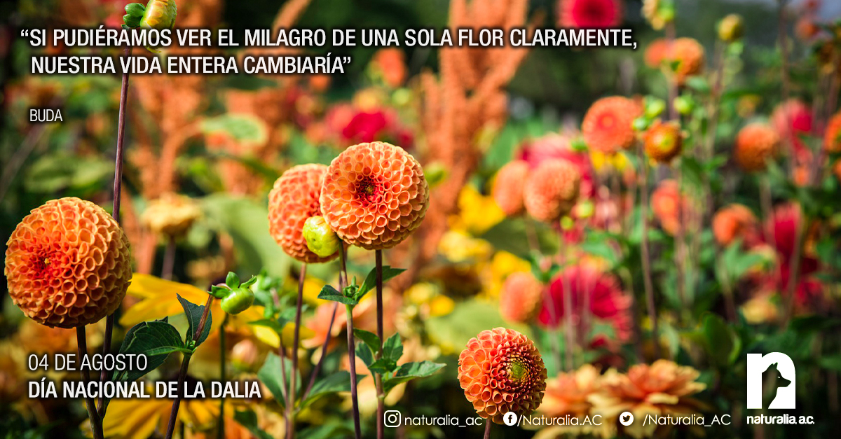 Naturalia_AC's tweet photo. 04 de agosto
Día Nacional de la Dalia

“Si pudiéramos ver el milagro de una sola flor claramente, nuestra vida entera cambiaría"
- Buda https://t.co/rWHKYEVgYw
