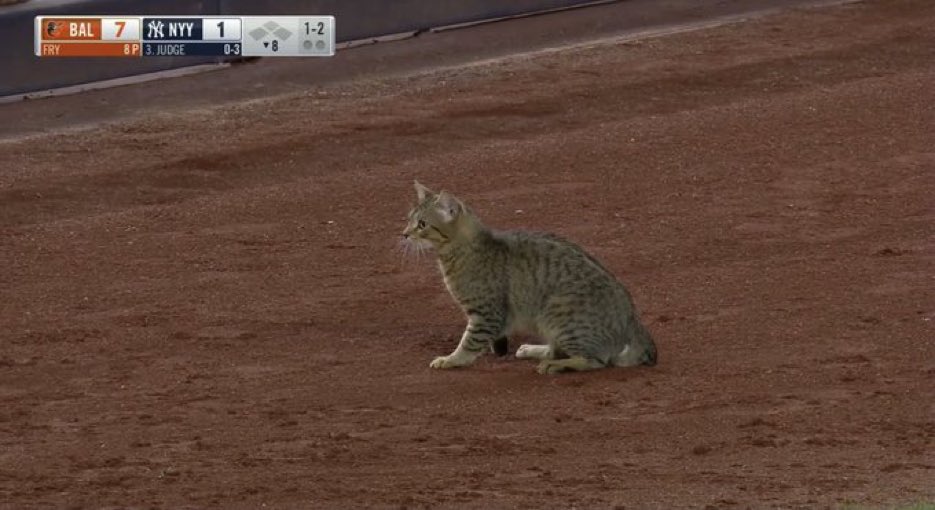 Fortunately, not traded. But like this fine feline, I’m available for my callup, @BlueJays! 😹