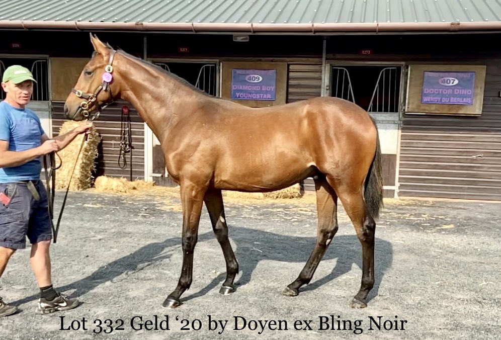 georgestanners's tweet photo. 👀Selling on Thursday @GoffsUK August Sale. Smashing Doyen yearling brother to Rapper (H. Daly) &amp; exciting Tanga Tara (P. Nicholls) 

🎥 Walking footage below 👇🏻 https://t.co/khtuaZF1za