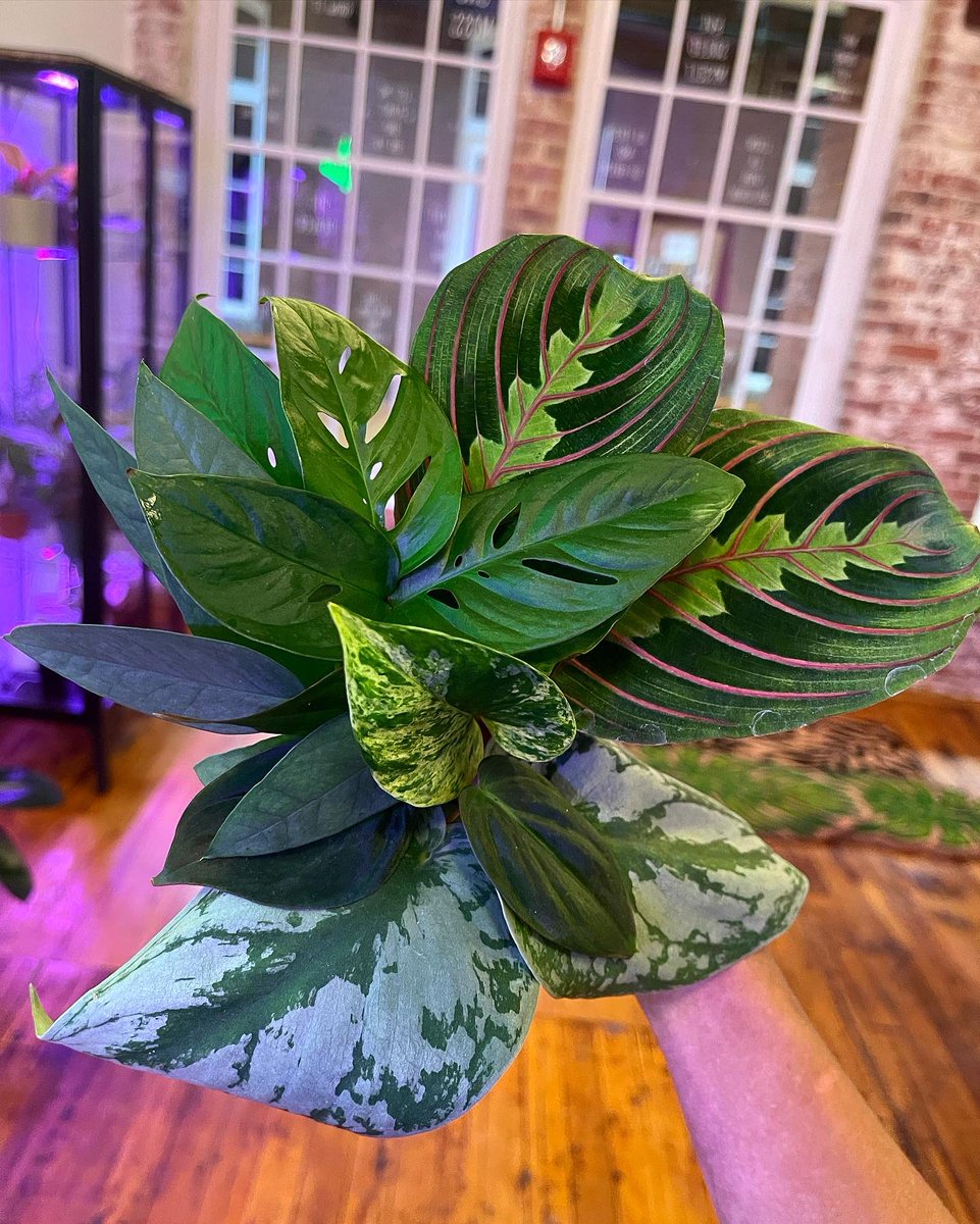 aidatapia_xo's tweet photo. After months of getting things together and can happily say Mancha Verde Plant Shop will be officially open this weekend! 🪴🤍 https://t.co/aaUVJSCRsB