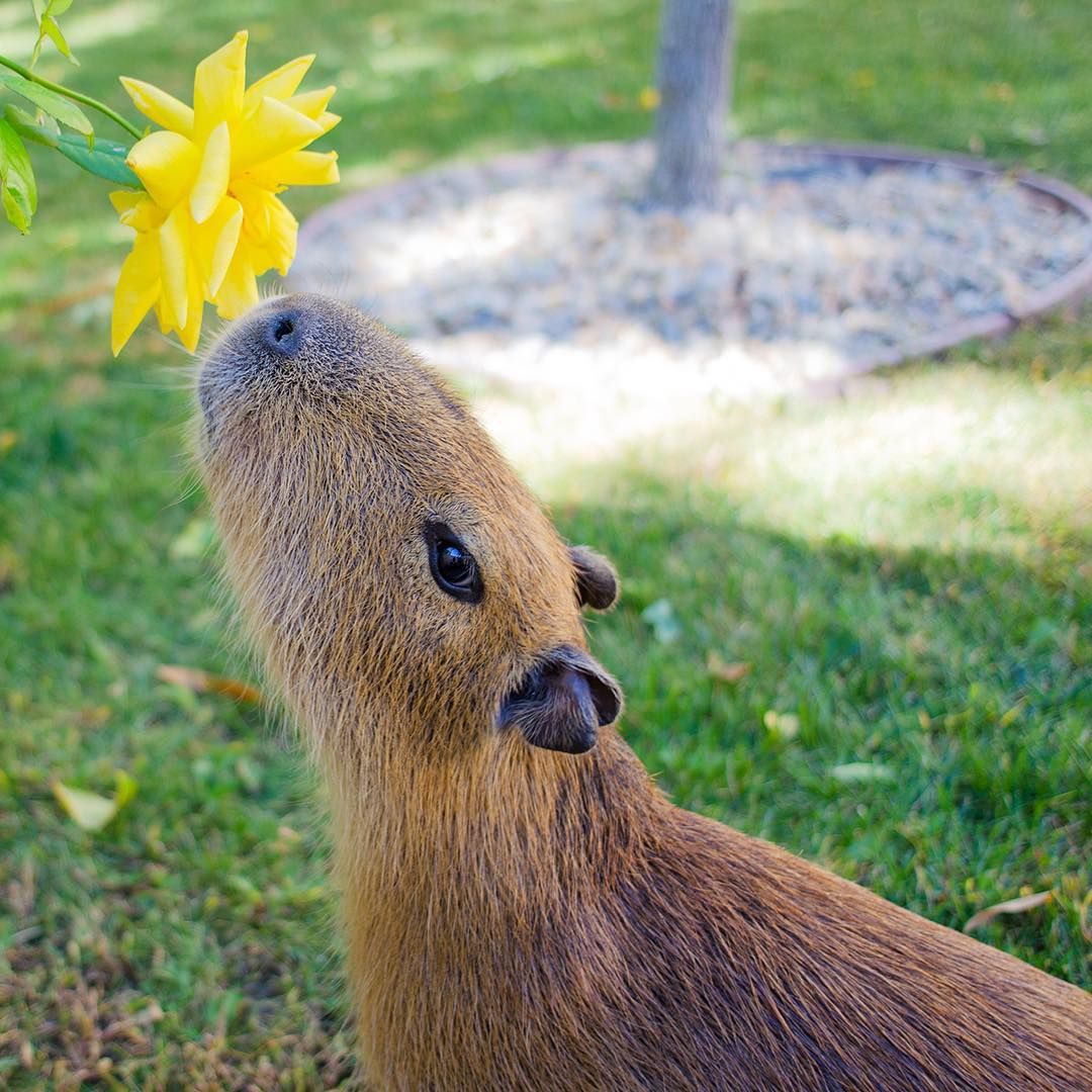 ca-pi-va-ra capivara capivara capivara capivara 🎶 #capivara