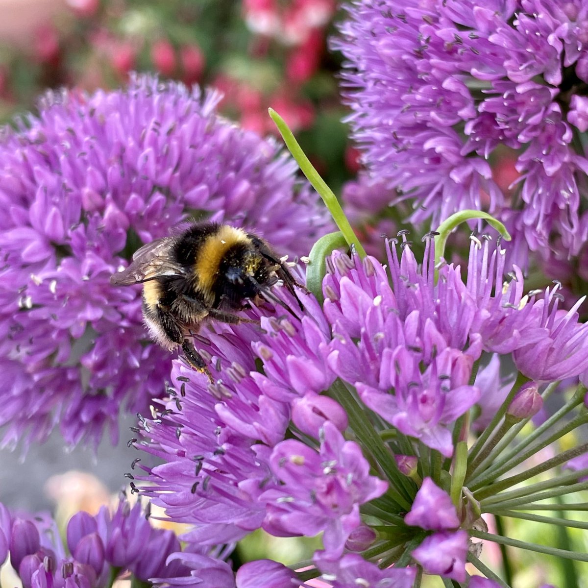 Kate_Rees's tweet image. So amazing to see the bees enjoying the garden #savethebees🐝