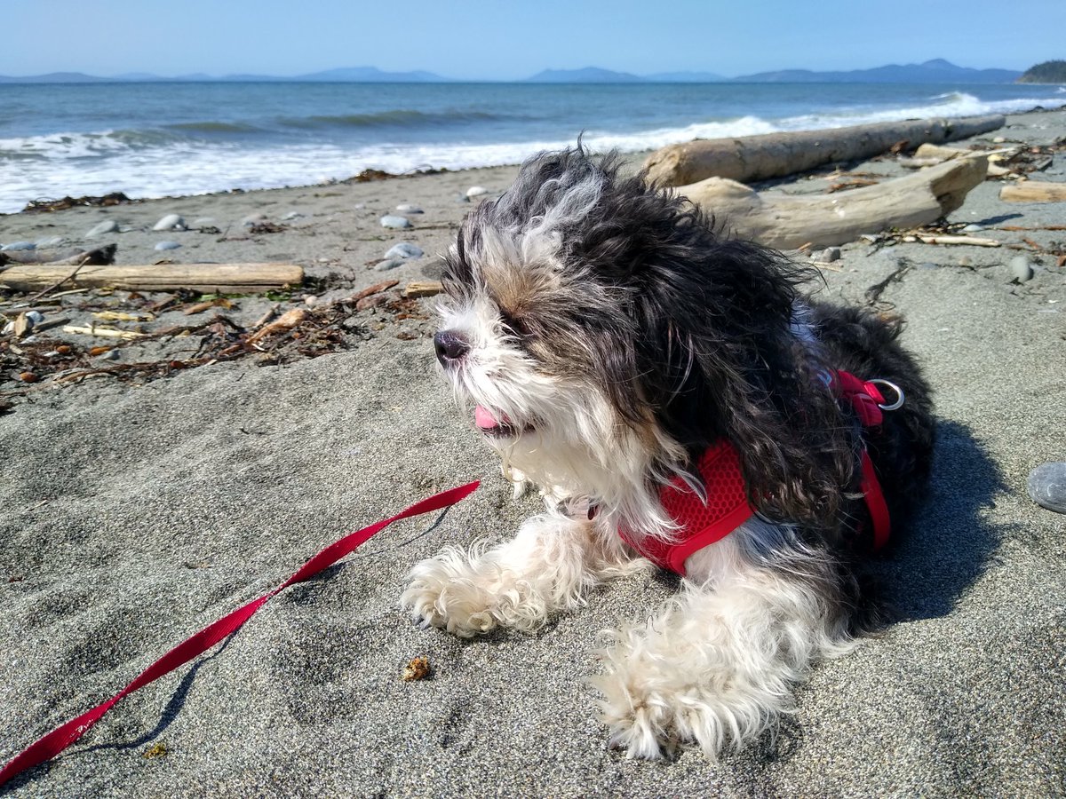 80Sushis's tweet photo. #GMMReadyPetGo This is Ophelia. The 7 year old floof on bones. https://t.co/4v4ngSSHAL