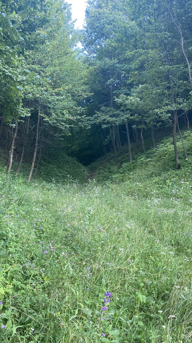 smhhsara's tweet photo. ich war btw im wald👍👍👍 #usererkundigt #schmackofatz #muuh https://t.co/JnCPm9fU7E