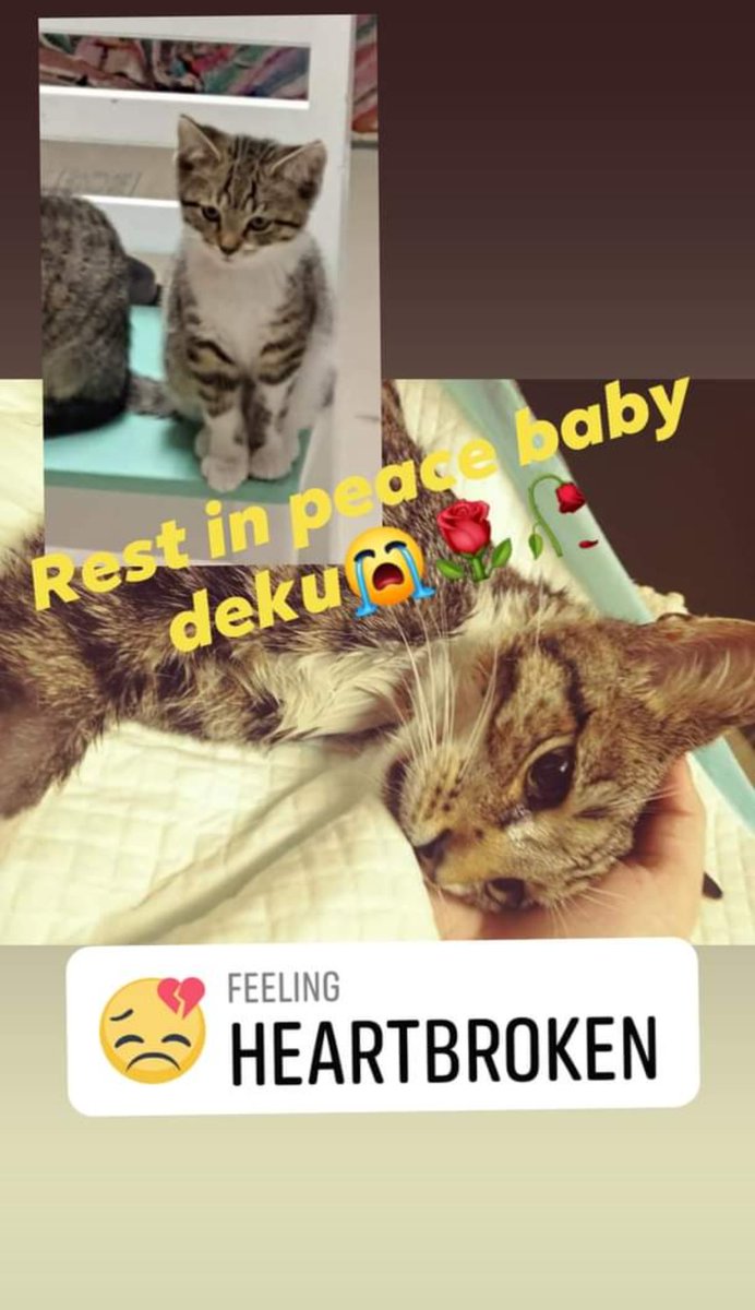 EdubWirtz's tweet photo. We all miss you so dearly, sweet Deku 💔💔🐾🌈 https://t.co/nJfA3t7Hjn